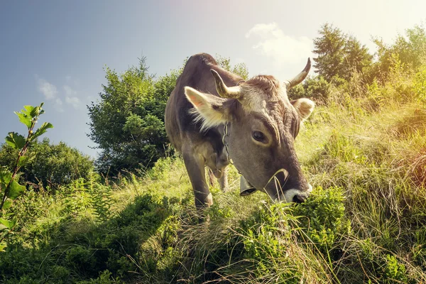 Kráva jíst trávu — Stock fotografie