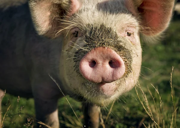 pig muzzle , close-up