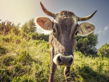 Çayır üzerinde meraklı inek