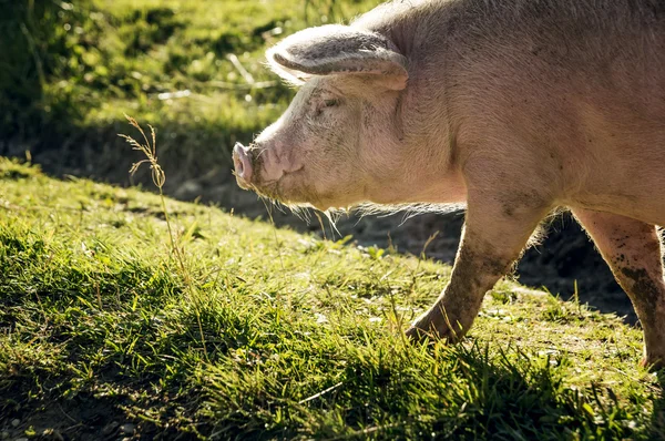 Велика, рожева свиня — стокове фото