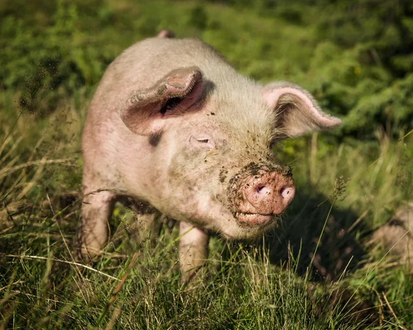 Porco com focinho enlameado — Fotografia de Stock