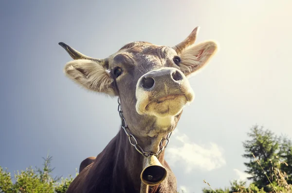Portréja egy tehén egy harang — Stock Fotó
