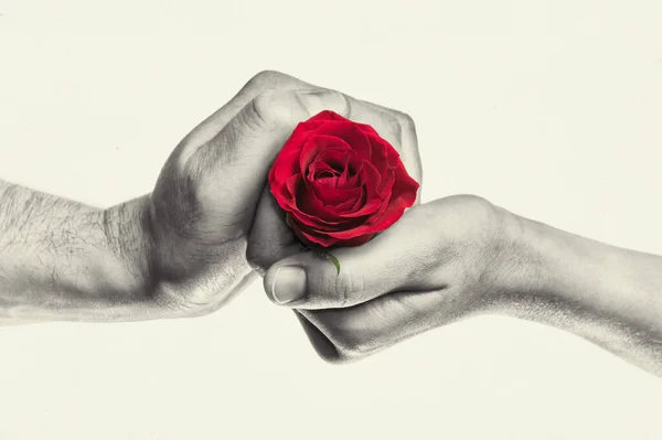 Red rose in woman and man hands. Concept of love, gift giving, courtship. Black and white.