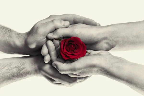 Vörös Rózsa Férfi Kezekben Fogalom Szerelemről Ajándékozásról Udvarlásról Fekete Fehér — Stock Fotó