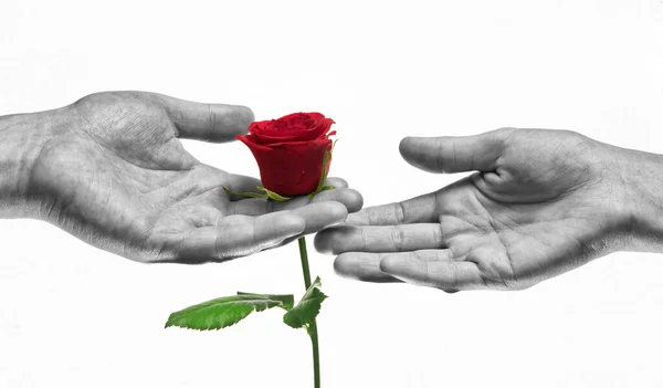 Vermelho Subiu Mãos Homem Mulher Conceito Amor Doação Presentes Namoro — Fotografia de Stock