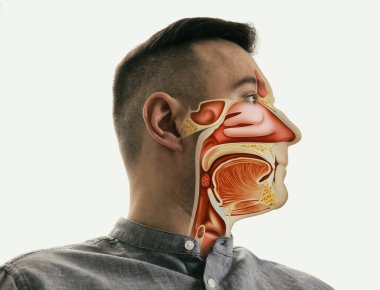 İnsan portresi üzerinde ağız, boğaz ve burun anatomisi.. 