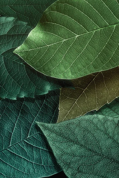Padrão Abstrato Com Belas Folhas Texturizadas Preto — Fotografia de Stock