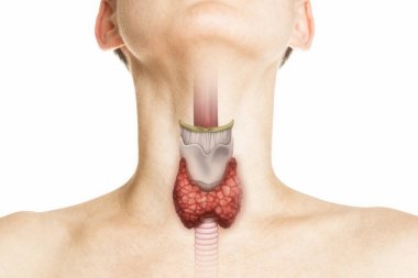 İnsan anatomisi. İnsan vücudundaki tiroid bezi beyaza. Tiroit kontrolü. 