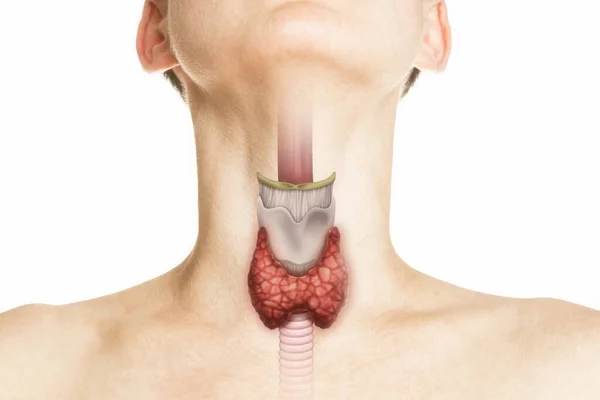 Anatomie Humaine Glande Thyroïde Dans Corps Humain Sur Blanc Contrôle — Photo