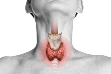 İnsan anatomisi. İnsan vücudundaki tiroid bezi beyaza. Tiroit kontrolü.