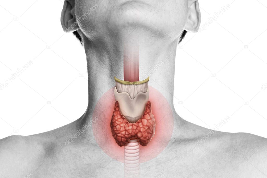 Human anatomy. Thyroid gland in human body on white. Thyroid control.