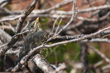 Kuru ağaç dallarında kamufle olmuş parlak siyah gözlü ve kahverengi tüylü küçük bir kuşun yakın plan portresi.