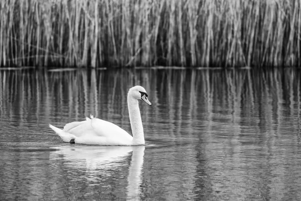 Swimming Swan In Black And White — Stock Photo, Image