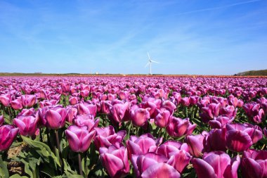 Mor Lale alan Hollanda.