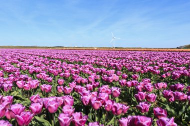 Mor Lale alan Hollanda. arka plan bir yel değirmeni ve güzel mavi gökyüzü.