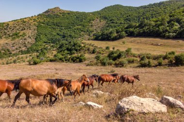 Dağlarda kahverengi atlar