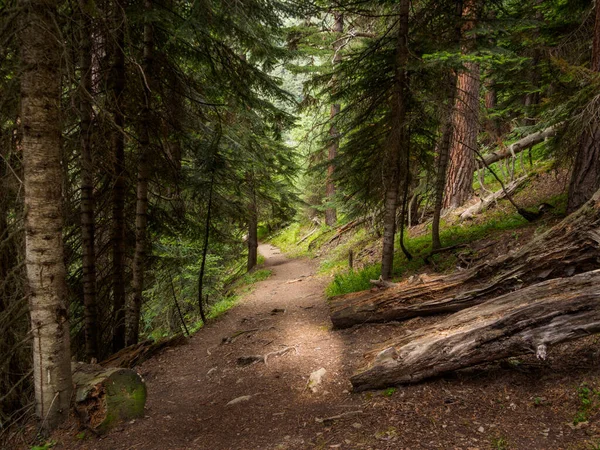 View Magic Forest Path — Stock Photo, Image