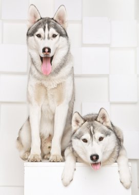 İki sevimli Huskies