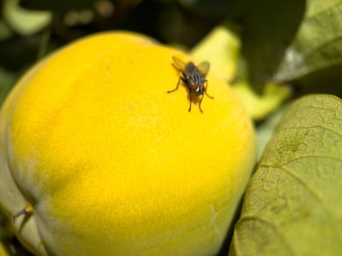 Üzerinde sinek olan sarı bir meyve. Meyve şeftalidir.