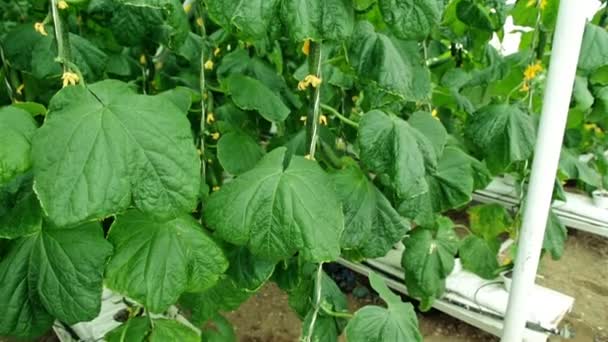 Lianas de pepino verde en invernadero — Vídeo de stock