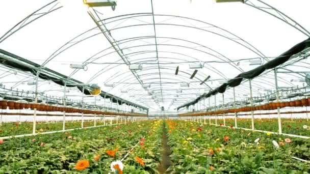 Um monte de flores Gerbera em estufa — Vídeo de Stock