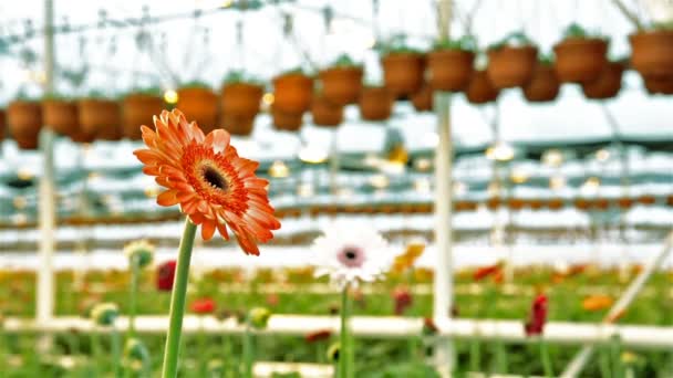 Prachtige gerbera in groene broeikas — Stockvideo