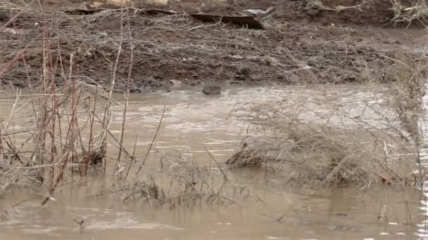 Smutsiga brunt flodvatten och sopor — Stockvideo
