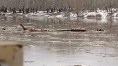 Bahar nehir kirli kahverengi su ve buz ile. buz yüzer