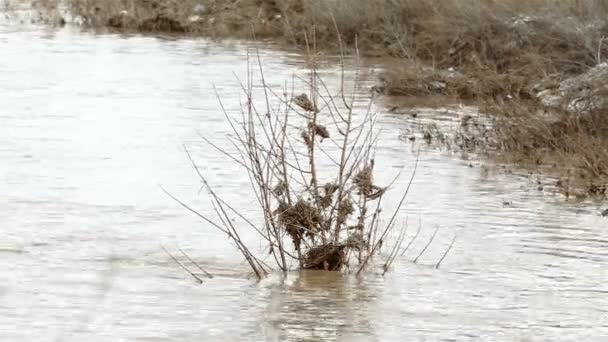 Kirli kahverengi nehir suyu ve çöp — Stok video