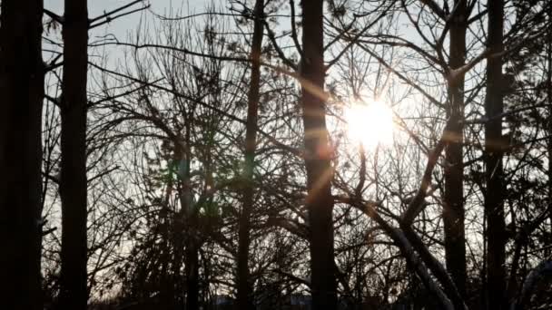 O sol brilha através dos ramos das árvores — Vídeo de Stock