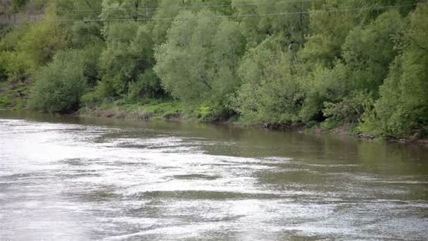 Small river flows through the forest — Stock Video