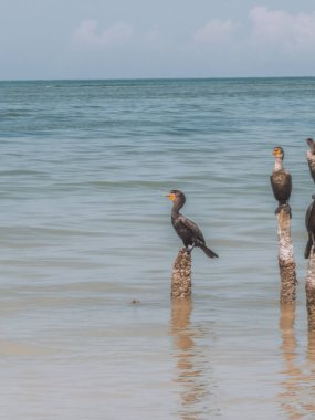 Karabatak kuş Holbox, Meksika 'daki sığ Karayip sularında ahşap direğe tünemişti.