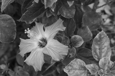 Bu resim, büyük, beş yapraklı ve merkezi staminal sütunuyla karakterize edilmiş bir amber çiçeğini gösteriyor. Monokrom sunumu, taç yapraklarının ince damarlarını ve dokularını ön plana çıkarıyor. Çiçeğe yumuşak ama dramatik bir görünüm veriyor..