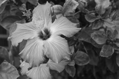 Bu resim, büyük, beş yapraklı ve merkezi staminal sütunuyla karakterize edilmiş bir amber çiçeğini gösteriyor. Monokrom sunumu, taç yapraklarının ince damarlarını ve dokularını ön plana çıkarıyor. Çiçeğe yumuşak ama dramatik bir görünüm veriyor..