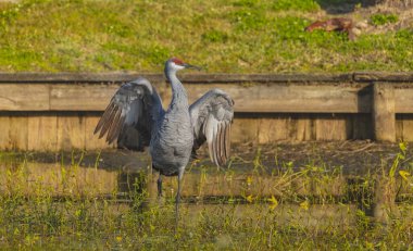 Tek başına bir kum tepesi vinci, kanatları genişçe açılarak güçlü ve çarpıcı bir görüntü oluşturur. Genişletilmiş kanatlarda ayrıntılı tüyler, denge ve güç duygusu sergileniyor. Doğal sulak bir zemin üzerine kurulmuş.,