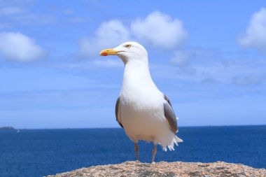 Mavi gökyüzü ve denizin bir kayanın üzerinde martı