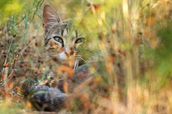 Кіт у траві в саду — стокове фото