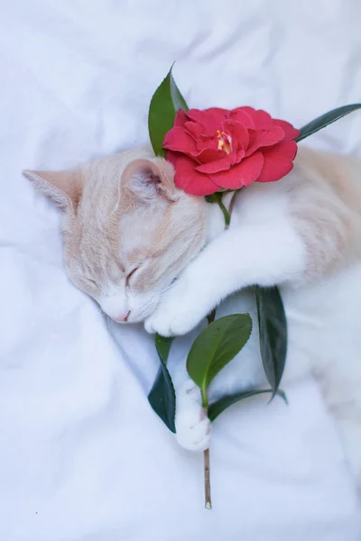 Gato durmiendo con una rosa roja — Foto de Stock