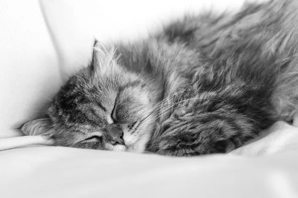 Кіт спить у ліжку — стокове фото