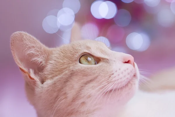 Милий кіт червоний — стокове фото