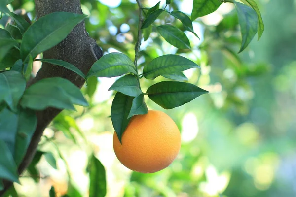 Orange sur un orangier on Espagne