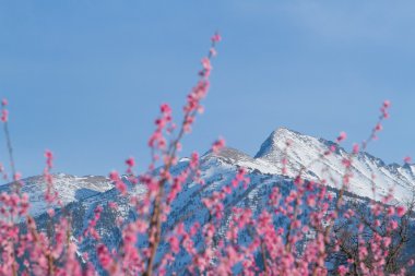 Kar ve baharda çiçekler ile Dağları