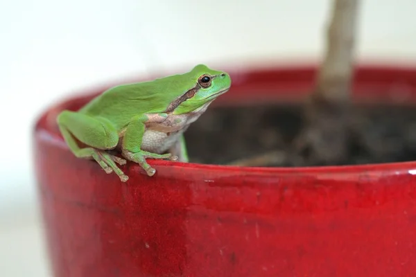 Petite Grenouille Verte Sur Pot Rouge — Stock fotografie