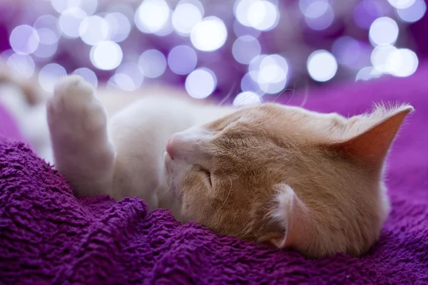 Jeune Chat Roux Blanc Train Dormir Sur Une Couverture Violette — стокове фото