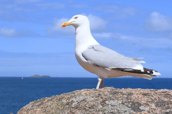 Möwe auf einem Felsen — Stockfoto