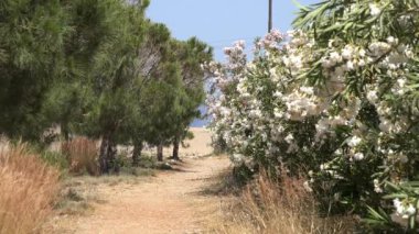 Yol sahile 2. Çiçekler ve ağaçlar. 4k