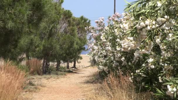 Route vers la plage 2. Fleurs et arbres. 4K Clip Vidéo