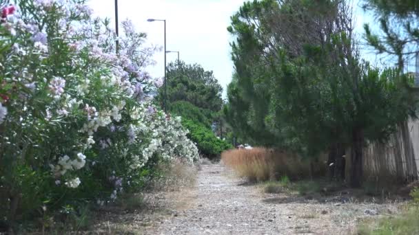 Straße zum Strand. Blumen und Bäume. 4k Videoclip