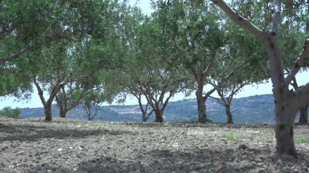 Olivenbäume in den Bergen. 4k lizenzfreies Stockvideo