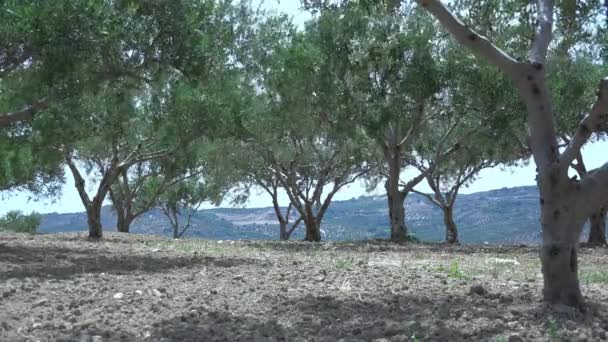 Güçlü Rüzgar tarlaları zeytin ağaçlarının üzerinde. 4k 3840 x 2160 — Stok video